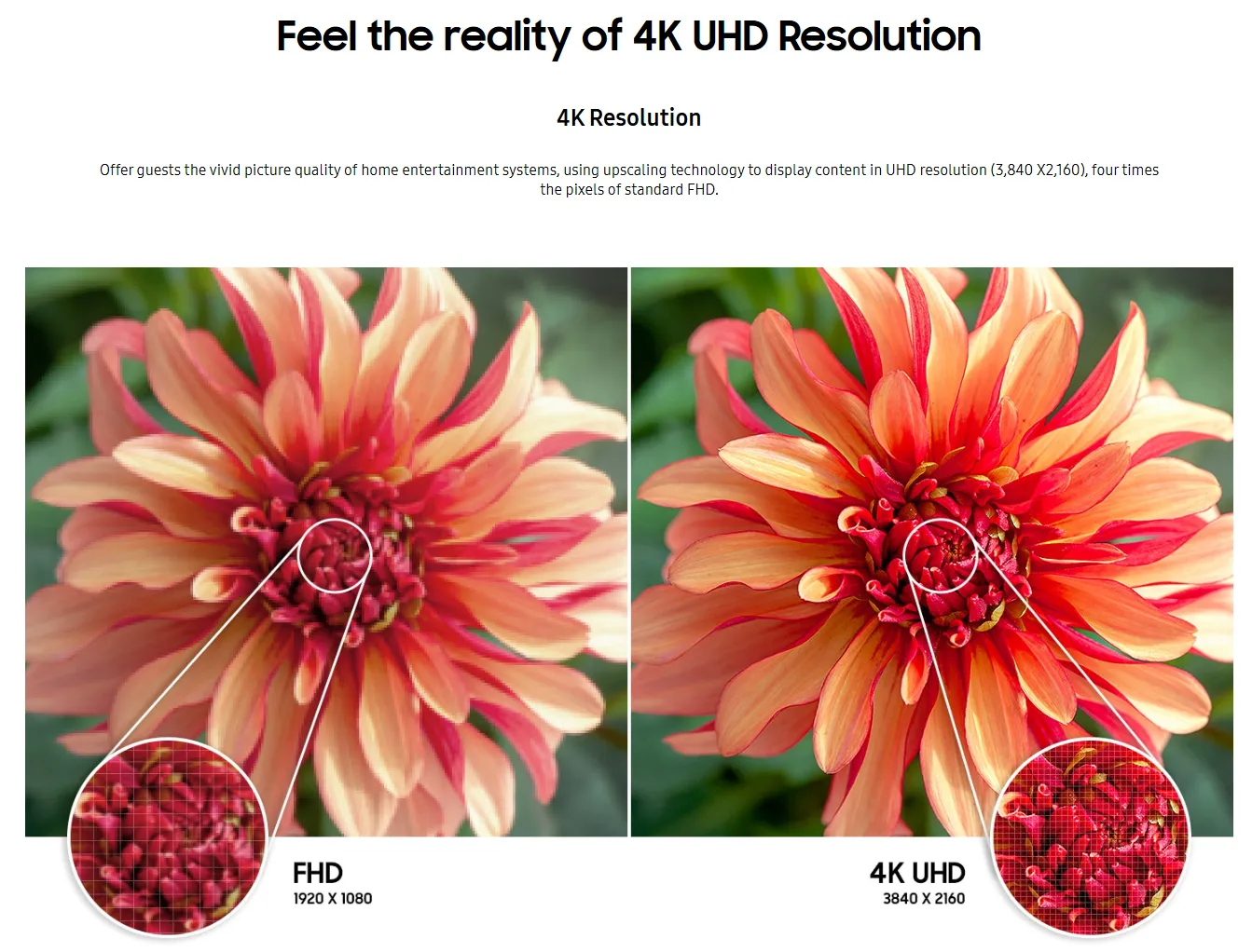 4K resolution of a flower on Samsung Crystal TV Display